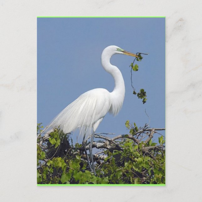 Great Egret, Florida postcard (Front)