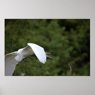 Great Egret Flying Poster