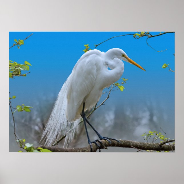 Great Egret in a Tree Poster (Front)