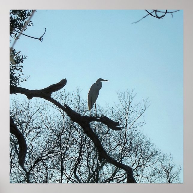 Great Egret in a Tree Poster (Front)