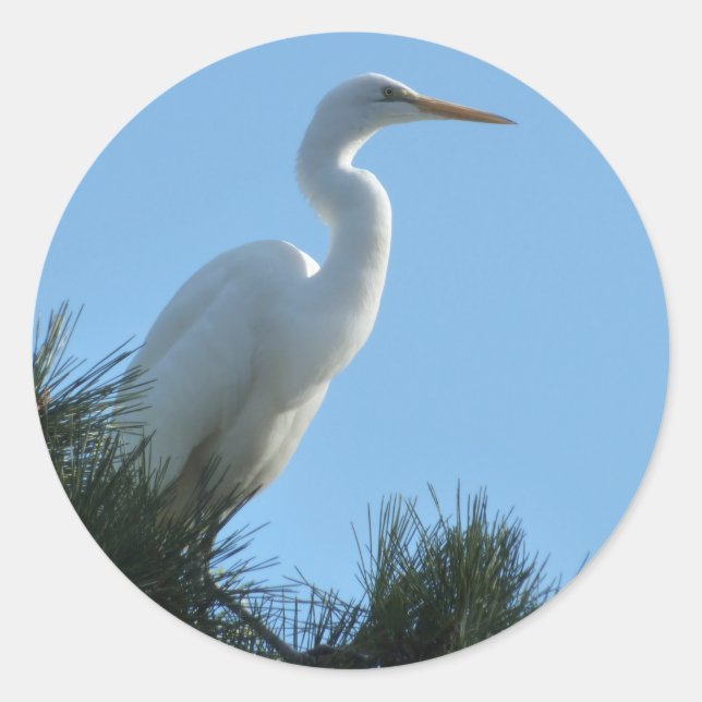 Great Egret in Sunny Florida Classic Round Sticker (Front)