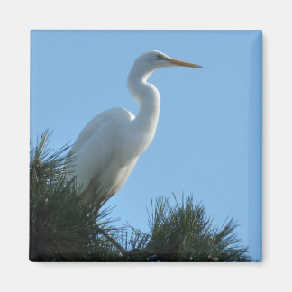 Great Egret in Sunny Florida Magnet