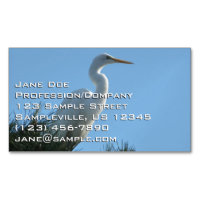 Great Egret in Sunny Florida