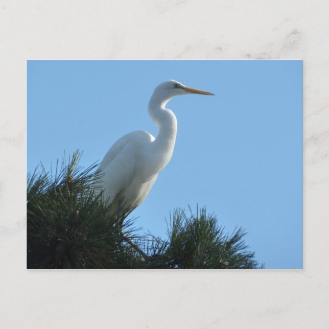 Great Egret in Sunny Florida Postcard (Front)