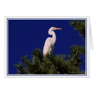 Great Egret in tree: