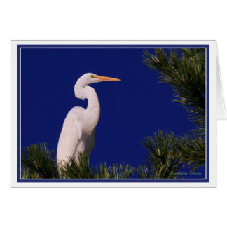 Great Egret in tree: