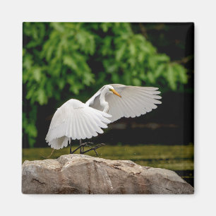 Great Egret Magnet