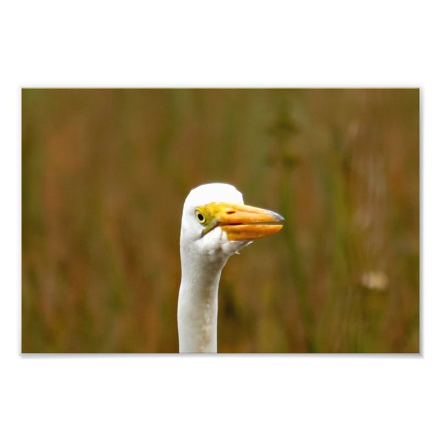 Great Egret  Photo Print (Front)
