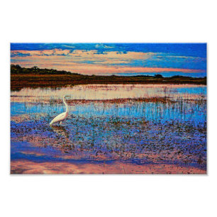 Great Egret Photo Print