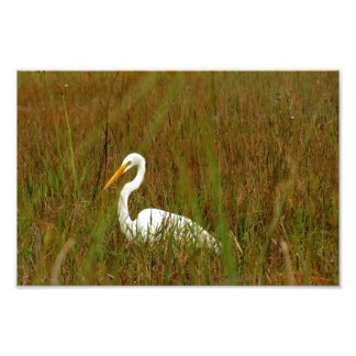 Great Egret Photo Print