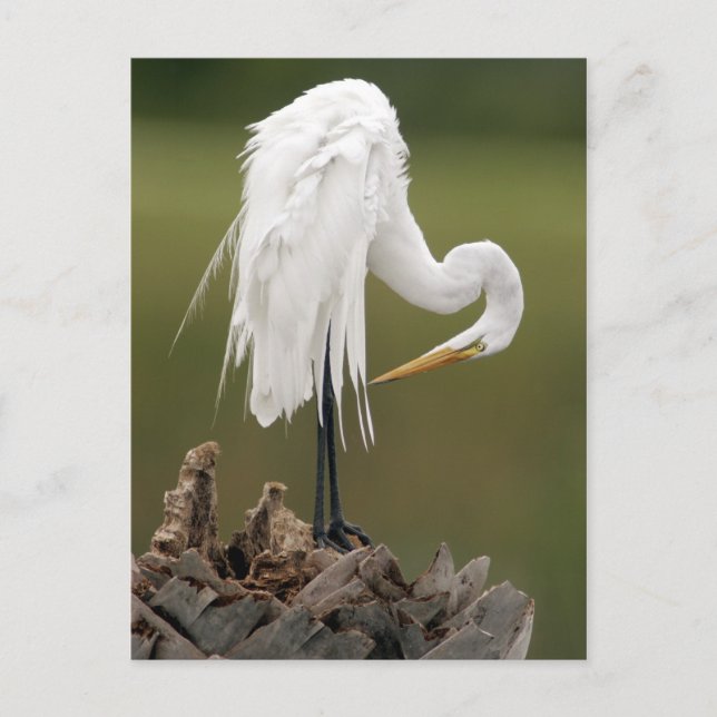 Great Egret Postcard (Front)
