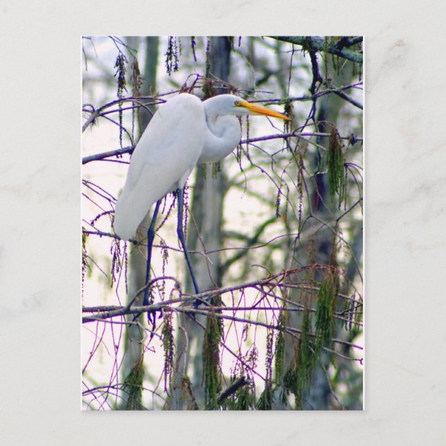 GREAT EGRET POSTCARD (Front)