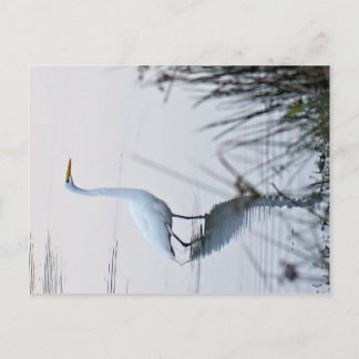 Great Egret Postcard