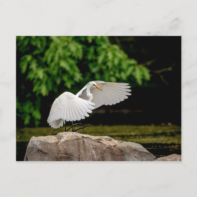Great Egret Postcard (Front)