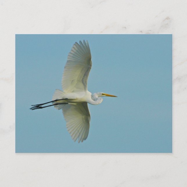 Great Egret Postcard (Front)