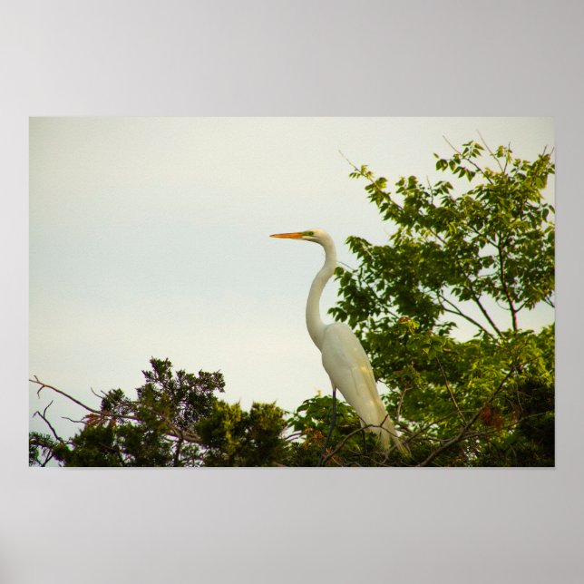 Great Egret Poster (Front)