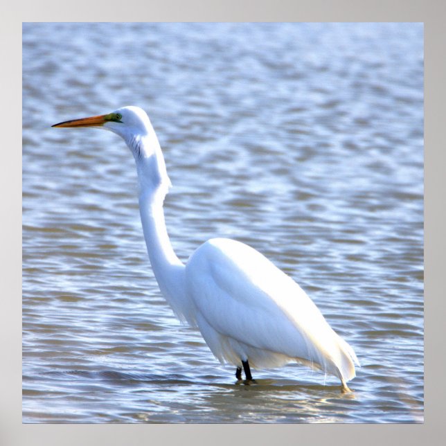 Great Egret Poster (Front)
