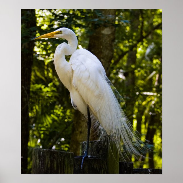Great Egret Print (Front)