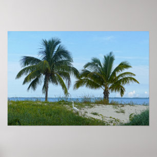 Great Egret, Treasure Cay, Great Abaco Island Poster