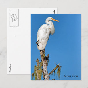 Great Egret Wildlife Series # 22 Postcard