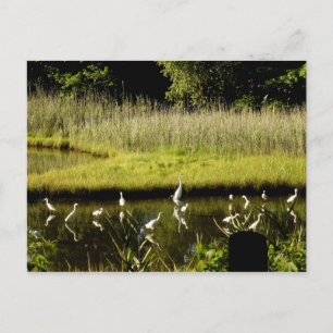 Great Egrets in the Marsh Postcard