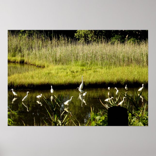 Great Egrets in the Marsh Poster (Front)