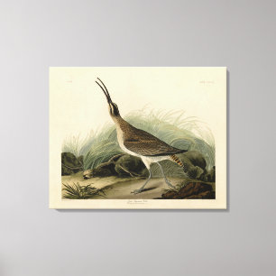 Great Esquimaux Curlew (Hudsonian) Audubon Birds Canvas Print