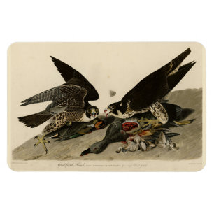 Great-footed Hawk from Audubon's Birds of America Magnet