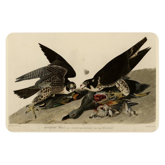Great-footed Hawk from Audubon's Birds of America Magnet (Horizontal)
