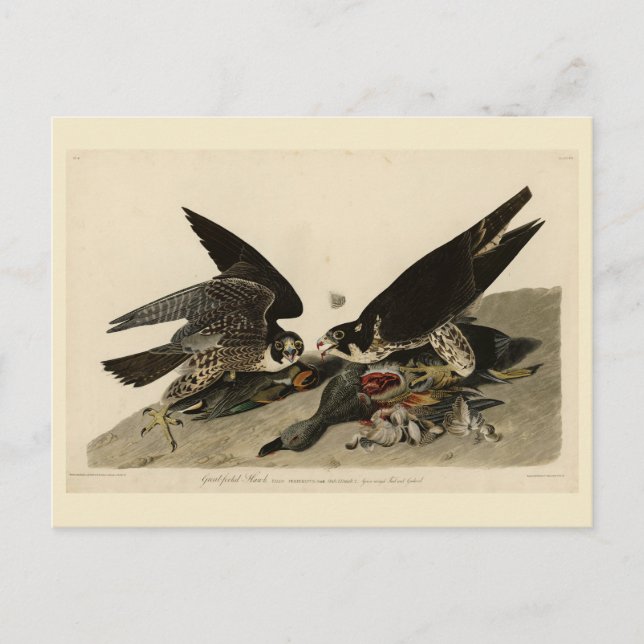 Great-footed Hawk from Audubon's Birds of America Postcard (Front)