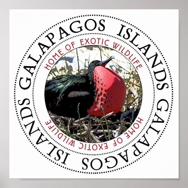 Great Frigate Bird Poster (Front)