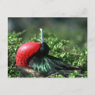 Great Frigatebird, Male Courtship With Large Gular Postcard