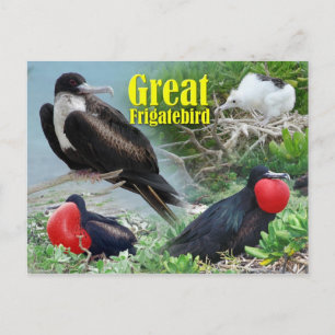 Great Frigatebird, Midway Atoll, Hawaiian Islands Postcard