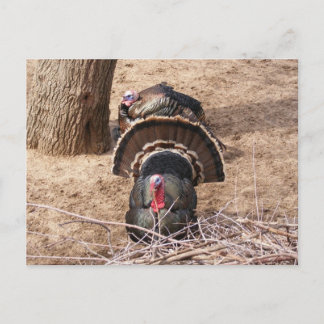 Great Gobblers! Postcard