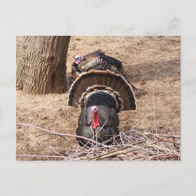 Great Gobblers! Postcard (Front)