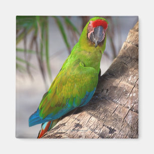 Great green macaw on a tree magnet