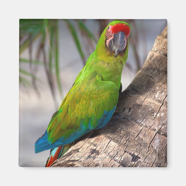 Great green macaw on a tree magnet (Front)