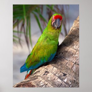 Great green macaw on a tree poster