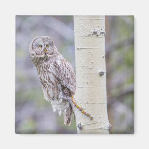 Great Grey Aspen Tree Branch Magnet