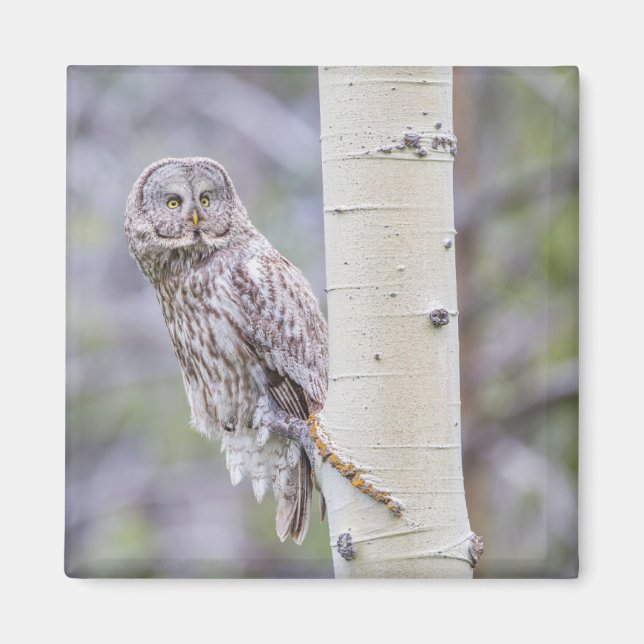Great Grey Aspen Tree Branch Magnet (Front)