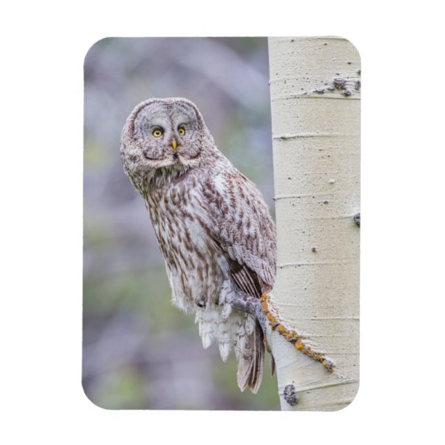 Great Grey Aspen Tree Branch Magnet (Vertical)