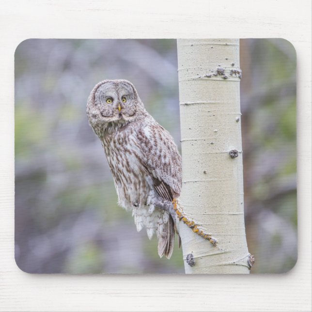 Great Grey Aspen Tree Branch Mouse Pad (Front)