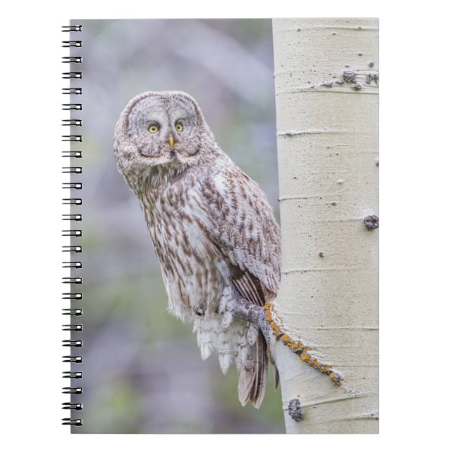 Great Grey Aspen Tree Branch Notebook (Front)