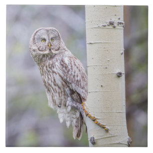 Great Grey Aspen Tree Branch Tile