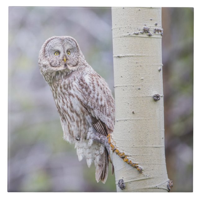 Great Grey Aspen Tree Branch Tile (Front)