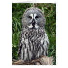 Great Grey Owl