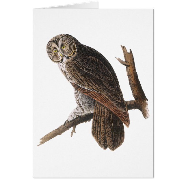 Great Grey Owl (Front)