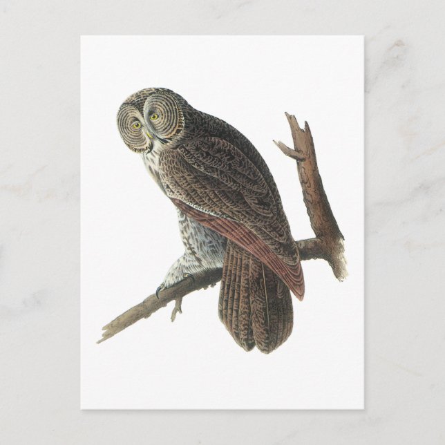 Great Grey Owl by Audubon Postcard (Front)