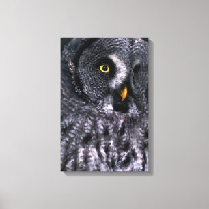 Great Grey Owl Canvas Print