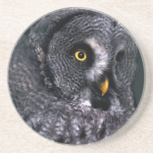 Great Grey Owl Coaster